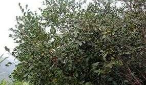 种茶子树株距要多宽（茶子树一亩多少产量）